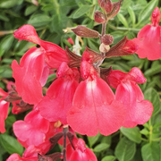 Salvia Pinkish Red